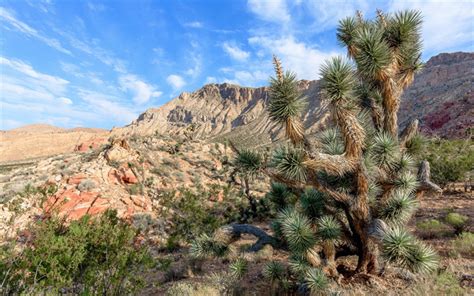 Download Wallpapers Joshua Tree National Park Mojave Desert Cactus