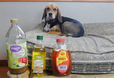 5 Best Dog Mange Home Remedies Effective On My Dog Top Dog Tips