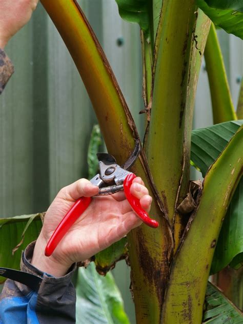 How To Care For Banana Trees Burncoose Nurseries