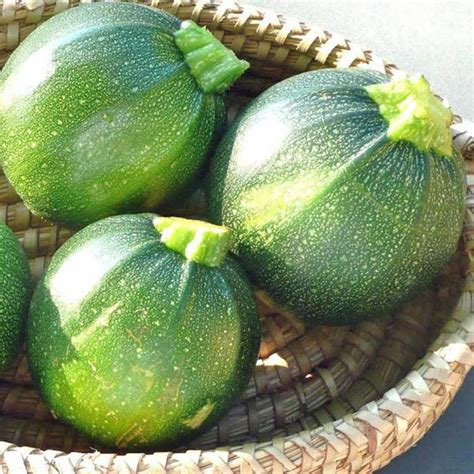 Do squash and zucchini have carbs. ZUCCHINI Round - Zucchini - Australian Seed