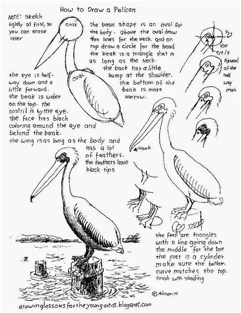 How To Draw A Pelican On A Pier Worksheet Pelican Art Animal