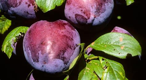 Stone Fruit And The Summerfruit Industry Te Ara Encyclopedia Of New
