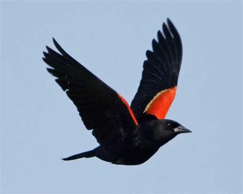 Magnificent Migrants Red Winged Blackbirds A Sight To Behold