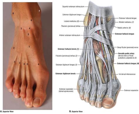 The skeleton of the foot is often subdivided, based on functional and clinical 10.16 the short muscles of the right foot from the plantar view. Duke Anatomy - Lab 2 Pre-Lab Exercise in 2019 | Foot ...
