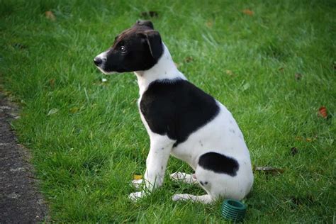 Lurcher Dog Breeds Facts Advice And Pictures Mypetzilla Uk