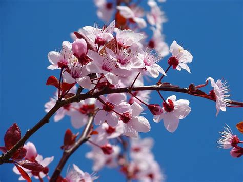 Almond Blossom Cherry Blossom Japanese Cherry Trees Blossom Bloom