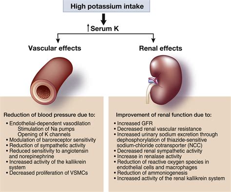 Increasing Potassium Intake To Prevent Kidney Damage A New Population