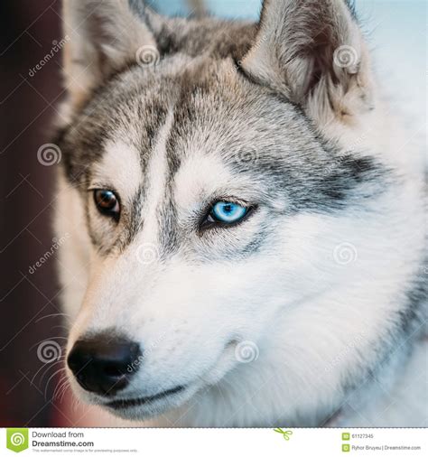 Close Up Head Young Husky Eskimo Dog With Stock Image Image Of