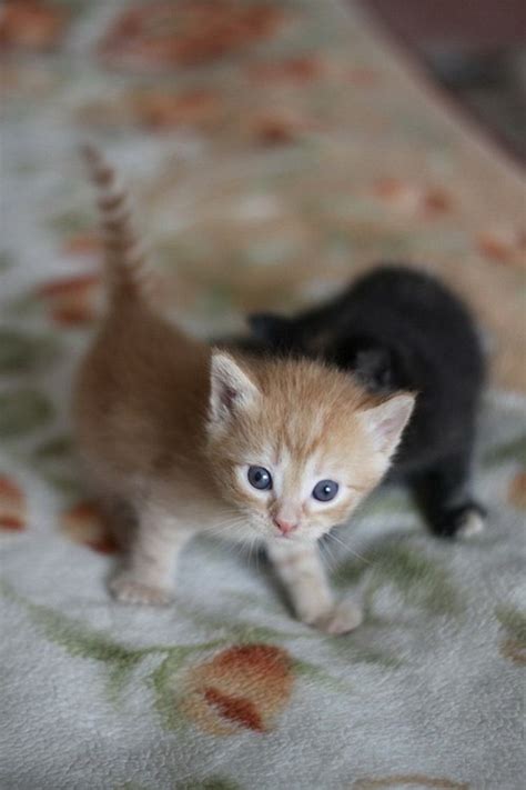 Super Cute Baby Kittens Wallpapers Kittens Cutest Baby Baby Cats