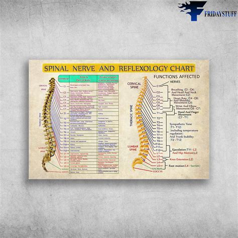 Spinal Nerve And Reflexology Chart Archives Fridaystuff