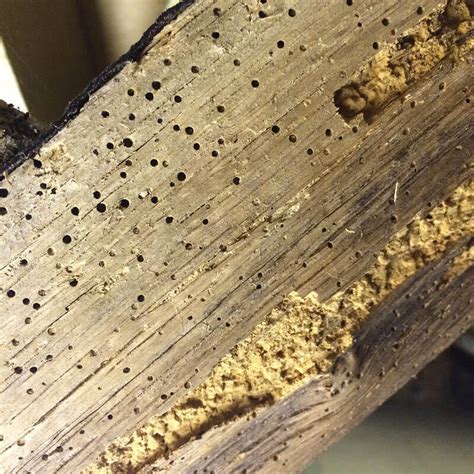Woodworm Cheltenham Specialist Woodworm And Timber Surveys