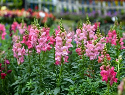 How To Grow And Care For Snapdragons Backyard Boss