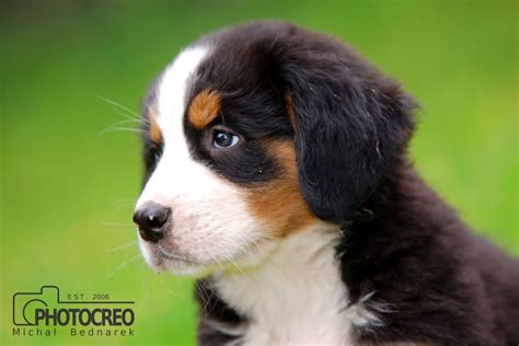 Bernese Mountain Dog Puppy Graphic By Photocreo · Creative Fabrica
