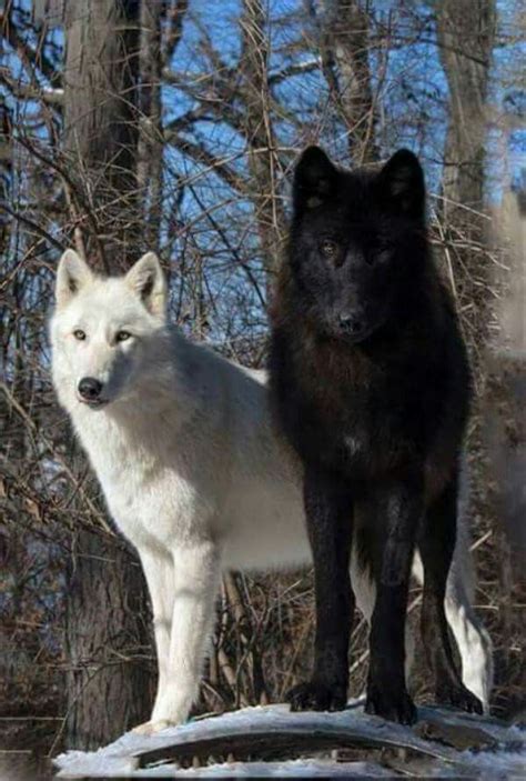 Perfect Combination Wolf Spirit Animal Wolf Dog Wolf Hybrid