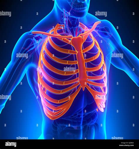 Anatomía De La Caja Torácica Huesos Con Sistema Circulatorio Fotografía