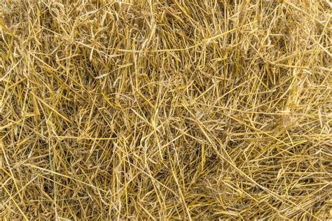 Yellow Straw Background Texture Thatch Heap Dried Grass Texture Hay