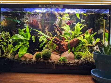 My 10 Gallon Betta Tank Fish Tank Plants Fish Tank Themes Fish Tank