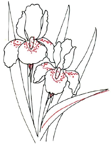 4 Finish The Petals How To Draw An Iris Howstuffworks