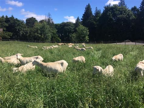 St Croix Hair Sheep — Three Sisters Livestock