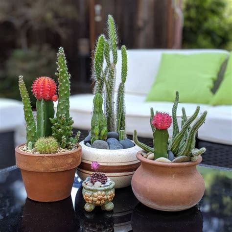 We did not find results for: 3 Ways to Identify Your Succulents | Succulents Network ...