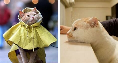 46 Cute Cats That Are So Adorable They Are Taking Over The Internet
