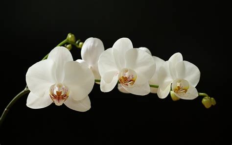 Wedding Flowers White Orchid Flowers
