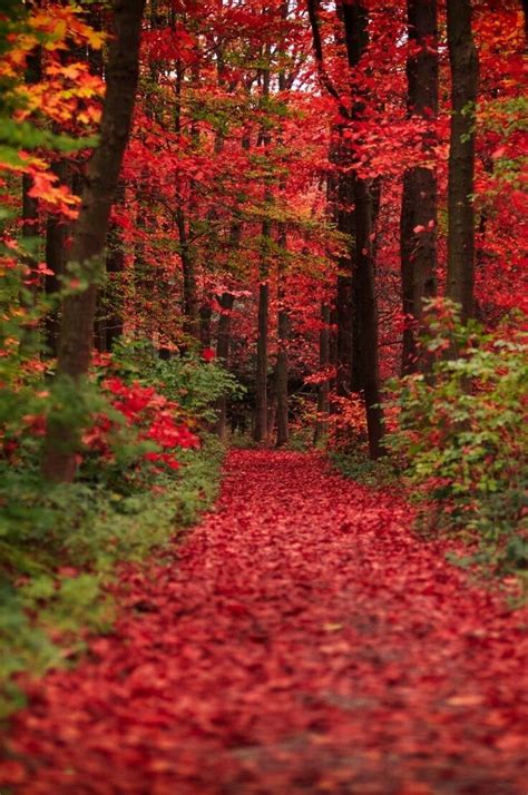 Autumn Trail Beautiful World Beautiful Places Beautiful Pictures