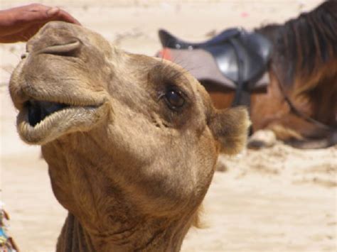 Elephant will get a burst of speed (similar to instant accell). Camel Pictures and Facts: Australian Camels