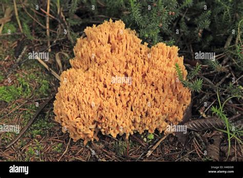 Fungus Three Coloured Coral Forest Floor Coral Goatee Coral Fungus
