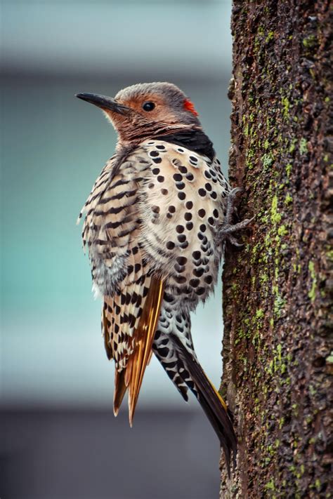Northern Flicker Yellow Shafted Spotted In This Episode Of Backyard