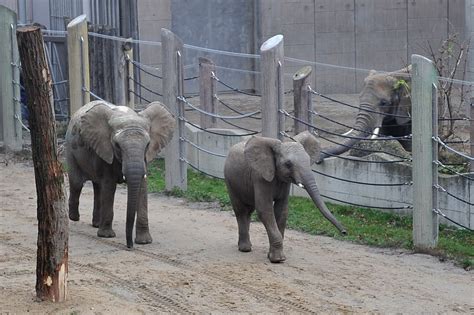 Neue Elefanten Im Tiergarten Schönbrunn Tierzeitat