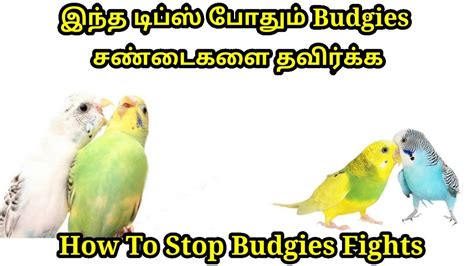 How To Stop Budgies Fights Tips To Stop Budgies Fight Youtube