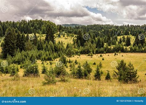 Woodland Forest Landscape Pine Trees On Meadow Tara National Park