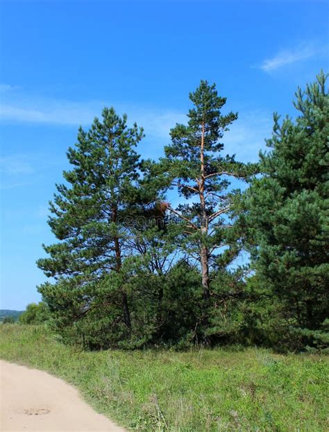 Green Pine Trees Slender Stand In The Summer Ash By The Road Stock