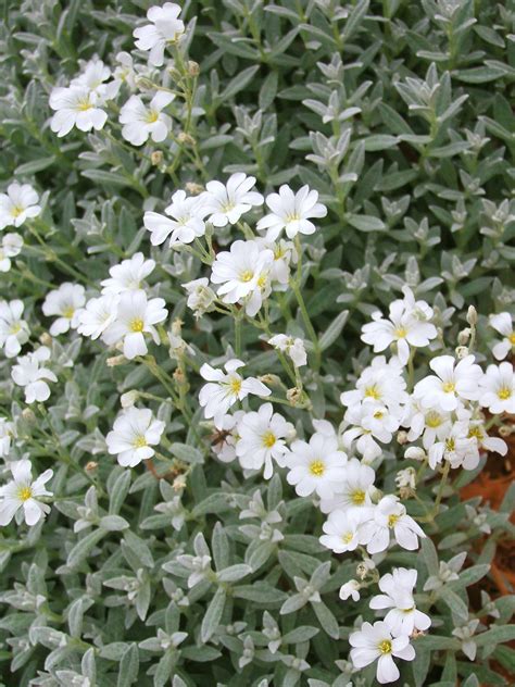 19 Plants With Silver Foliage That Will Help Your Garden Shine