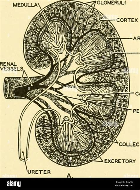 Renal Papillae Hi Res Stock Photography And Images Alamy