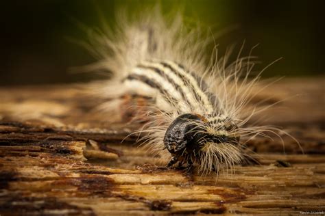 Caterpillar Kevin Jezorek Photography