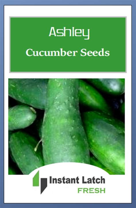 50 Ashley Cucumber Seeds Non Gmo Heirloom Fresh Garden Seeds