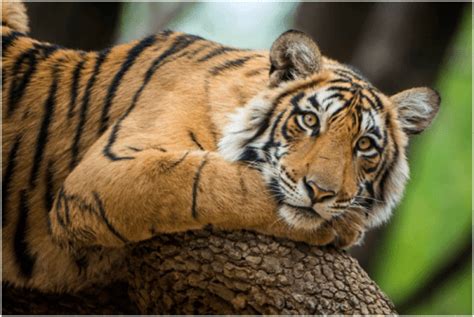 Magnificent Tigers Indias 10 Best Tiger Reserves To Visit Todays