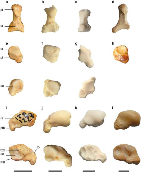 Proximal Row Of Carpal Bones A E I Am Leptorhynchus B F J Ai Download Scientific