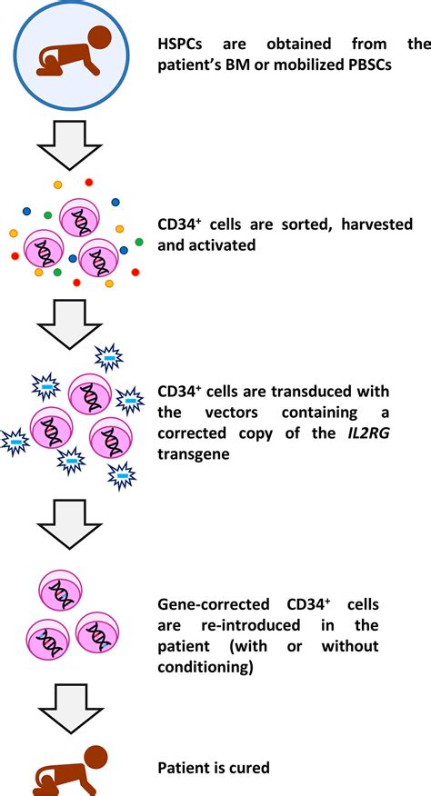 Frontiers Immune Reconstitution After Gene Therapy Approaches In