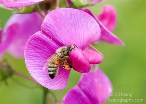 Bees On Peas Bee The Best