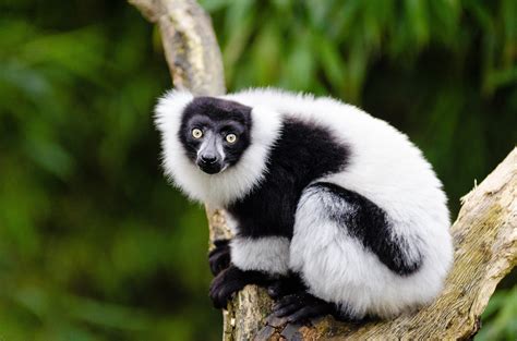 Loss Of Lemurs Might Endanger Many Of Madagascars Largest Tree Species