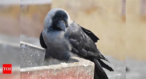 Gujarat 75 Crows Found Dead In Village Near Patan Vadodara News Times Of India