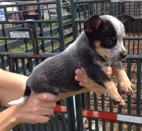 We took our two dogs to a 'boot camp' for training. Australian Cattle Dog( Blue Heeler) puppies Only 8 week ...