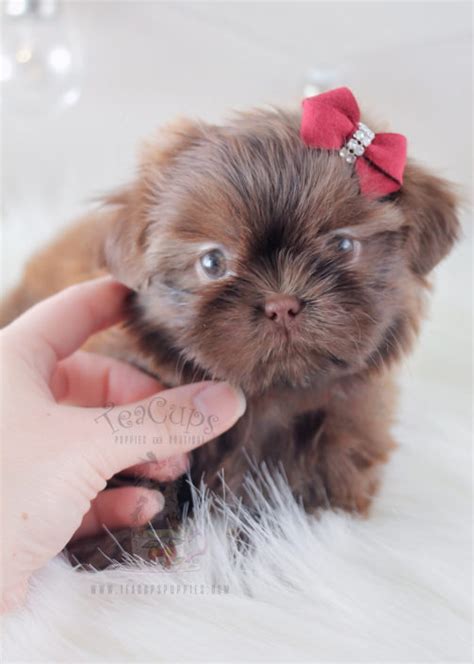 Read more about this dog breed on our shih tzu breed information page. Imperial Shih Tzu Puppies For Sale by TeaCups, Puppies ...