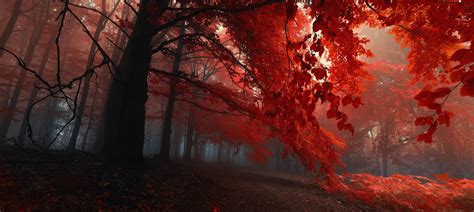 Red Leafed Trees Photography Hd Wallpaper Wallpaper Flare