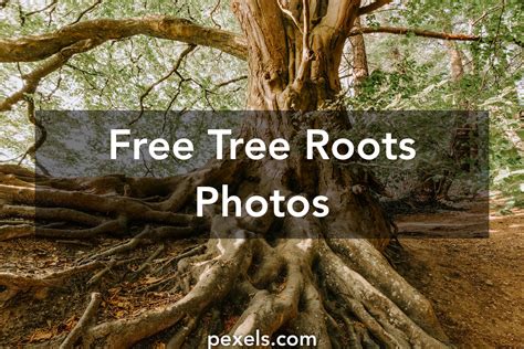 1000 Beautiful Tree Roots Photos · Pexels · Free Stock Photos