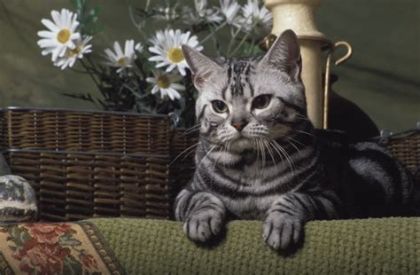 American Shorthair Cat Breed Info Pictures Temperament And Traits