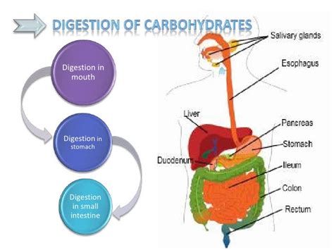Digestion And Absorption Of Carbohydrates
